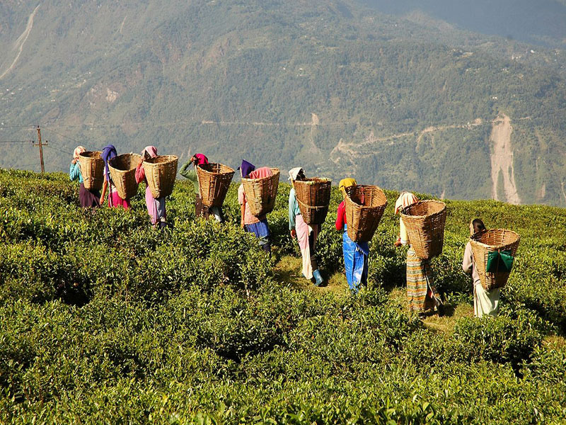 Darjeeling